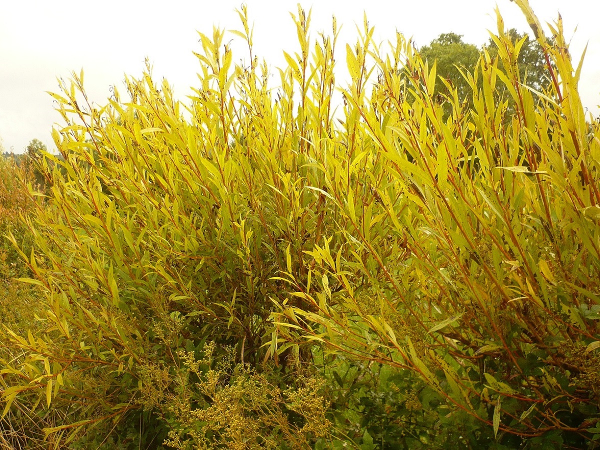 Salix alba var. vitellina (Salicaceae)